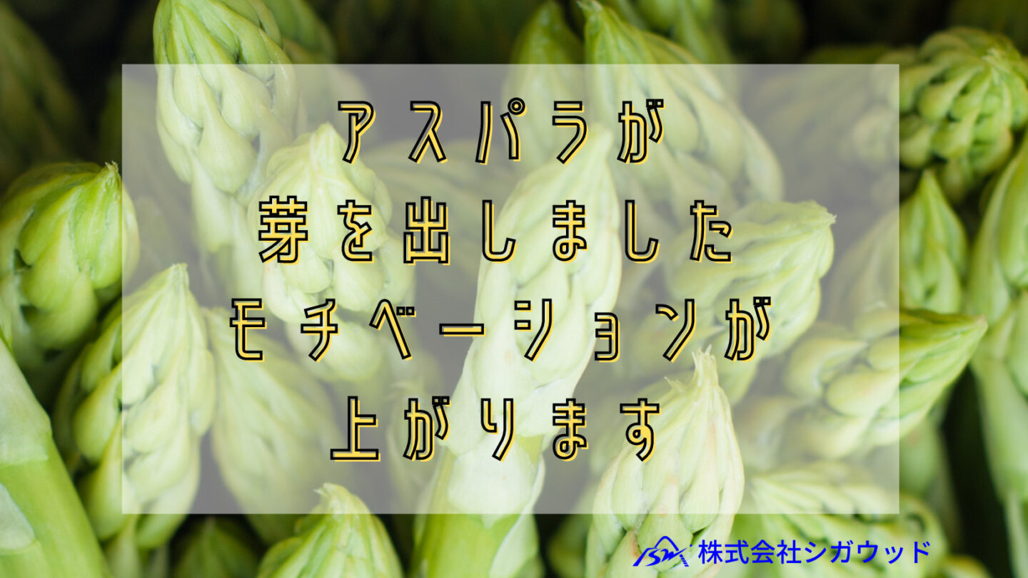 アスパラが芽を出しました、モチベーションが上がります☺