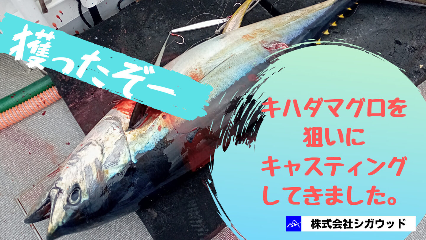 キハダマグロを狙いにキャスティングしてきました